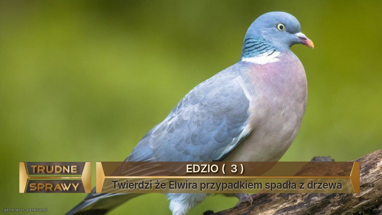                             EDZIO (  3 )
Twierdzi że Elwira przypadkiem spadła z drzewa 