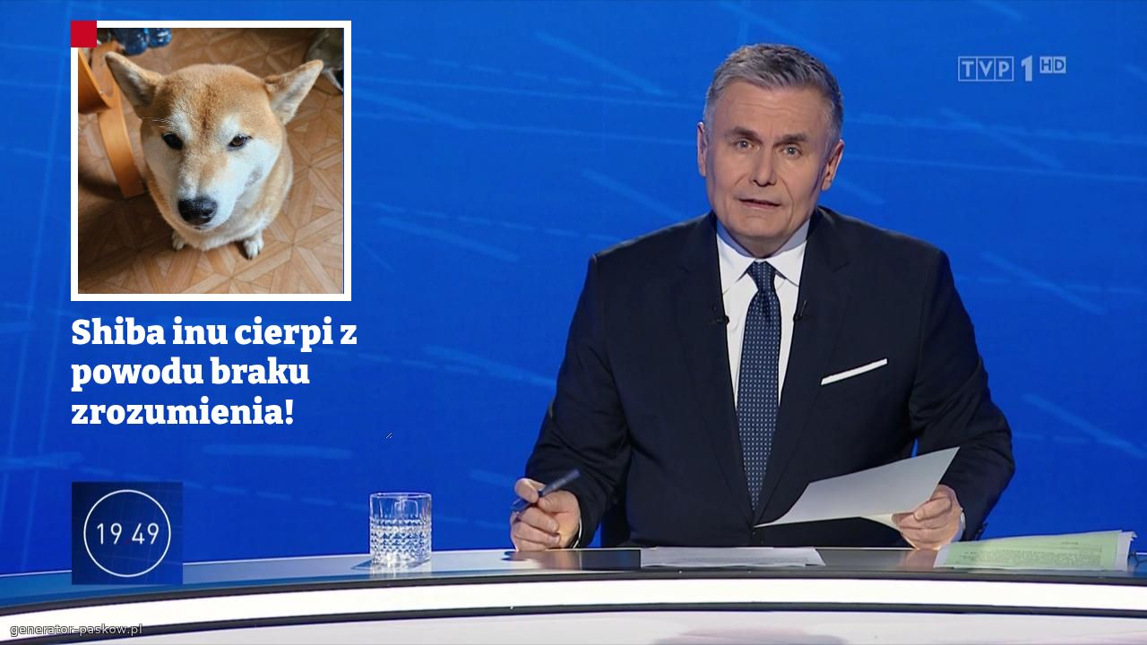 Shiba inu cierpi z powodu braku zrozumienia!