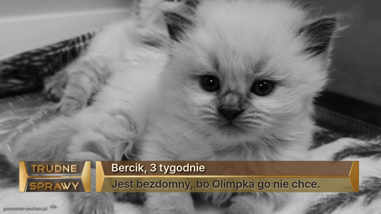 Bercik, 3 tygodnie
Jest bezdomny, bo Olimpka go nie chce.