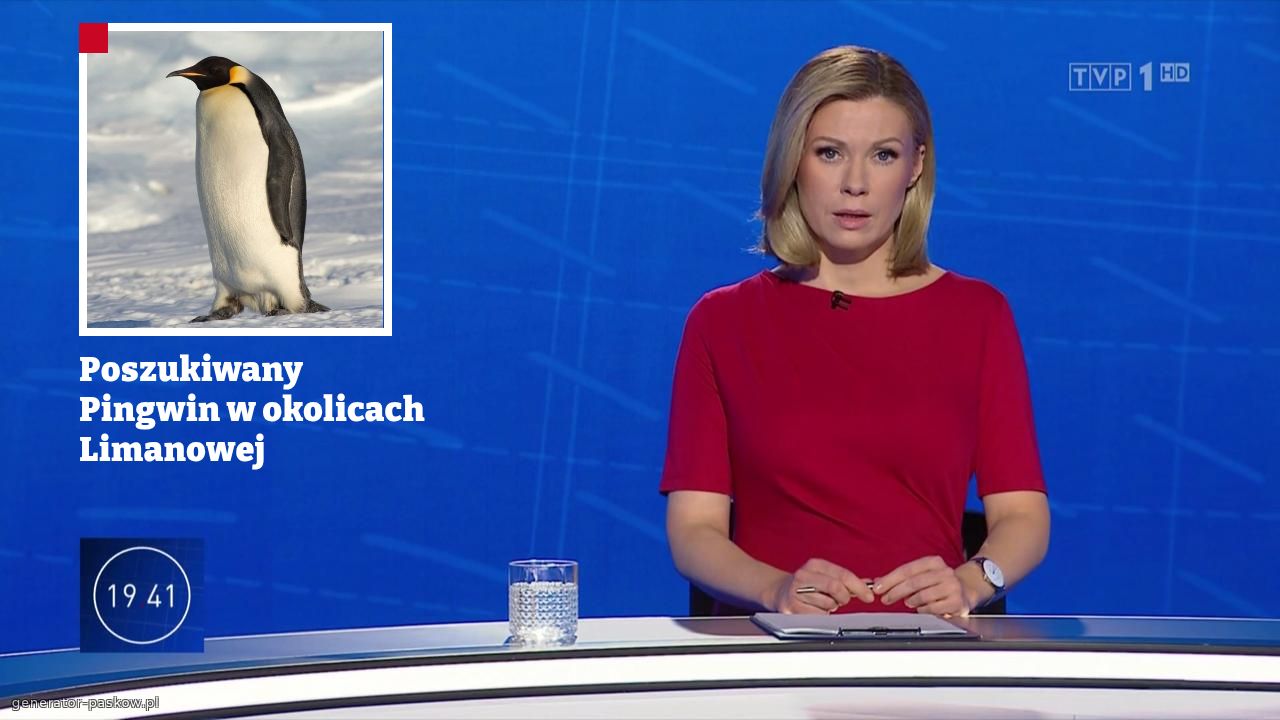 Poszukiwany Pingwin w okolicach Limanowej