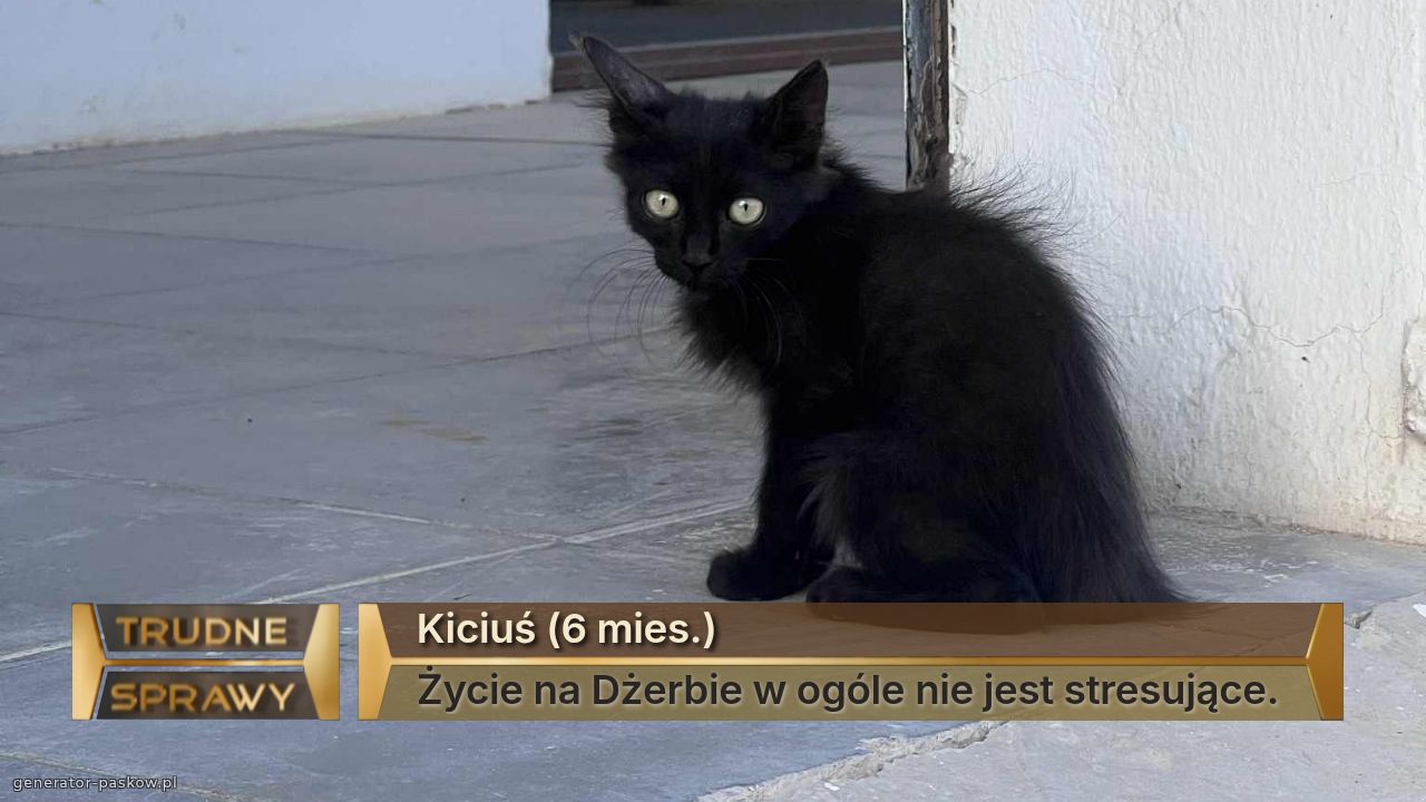 Kiciuś (6 mies.)
Życie na Dżerbie w ogóle nie jest stresujące.