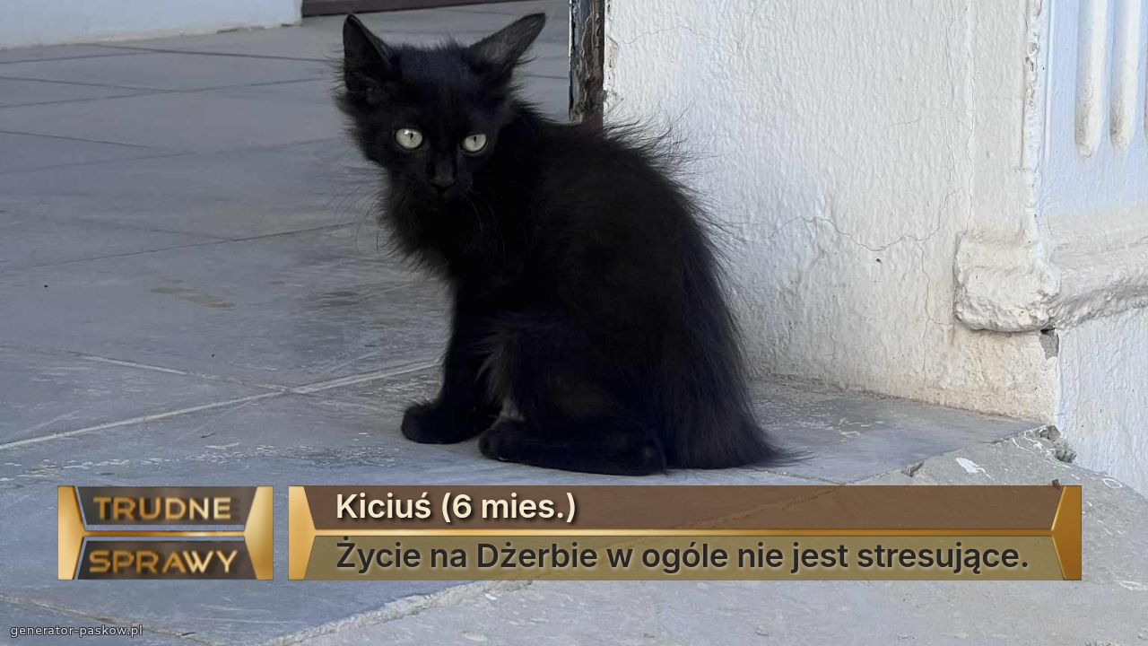 Kiciuś (6 mies.)
Życie na Dżerbie w ogóle nie jest stresujące.
