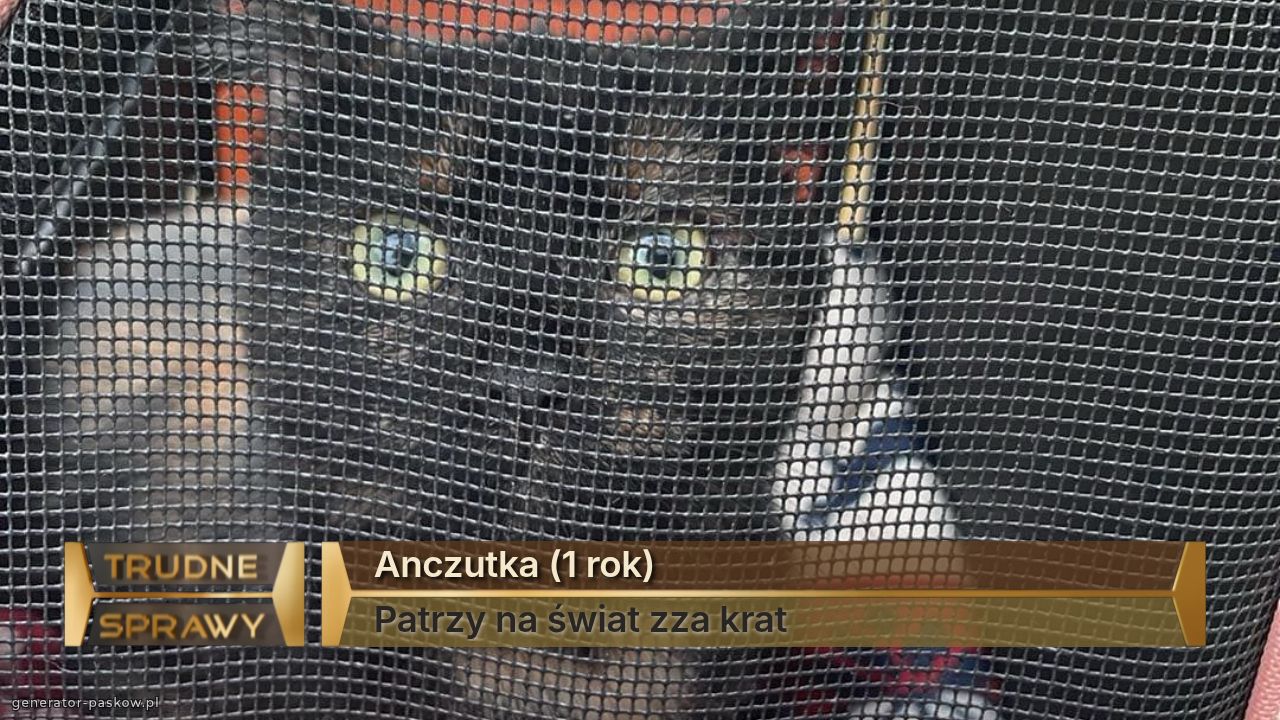 Anczutka (1 rok)
Patrzy na świat zza krat
