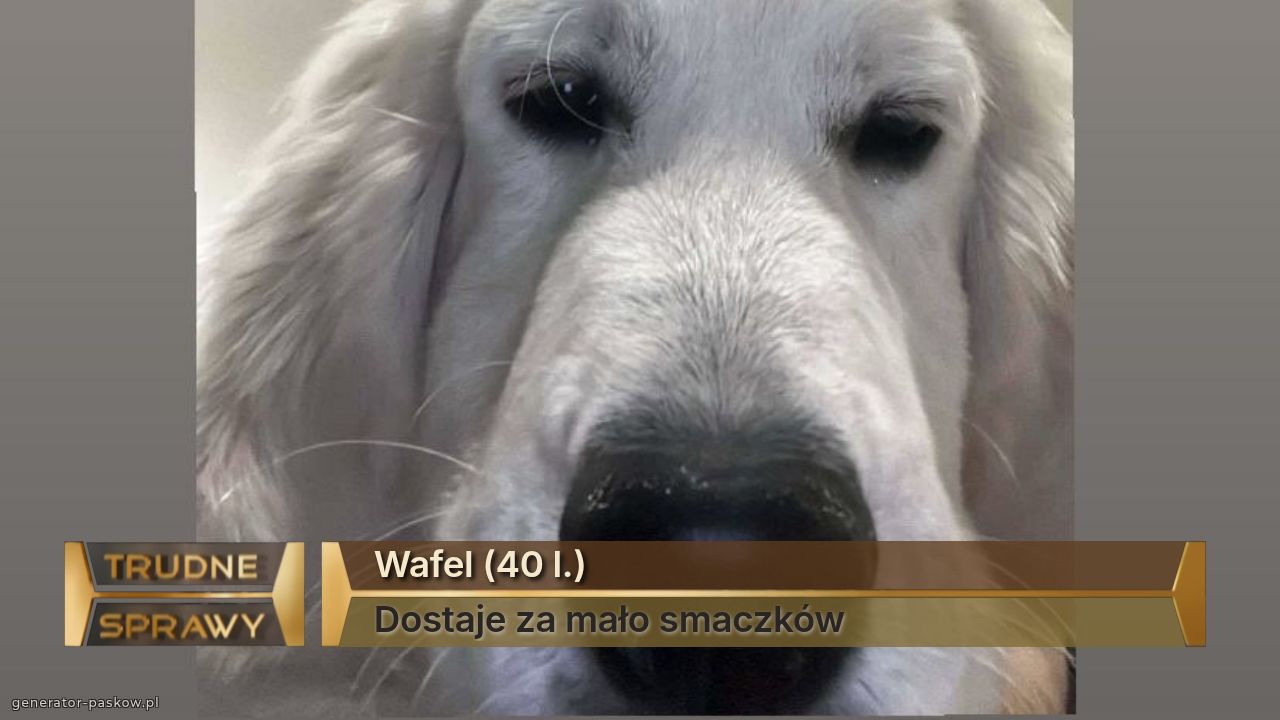Wafel (40 l.)
Dostaje za mało smaczków 