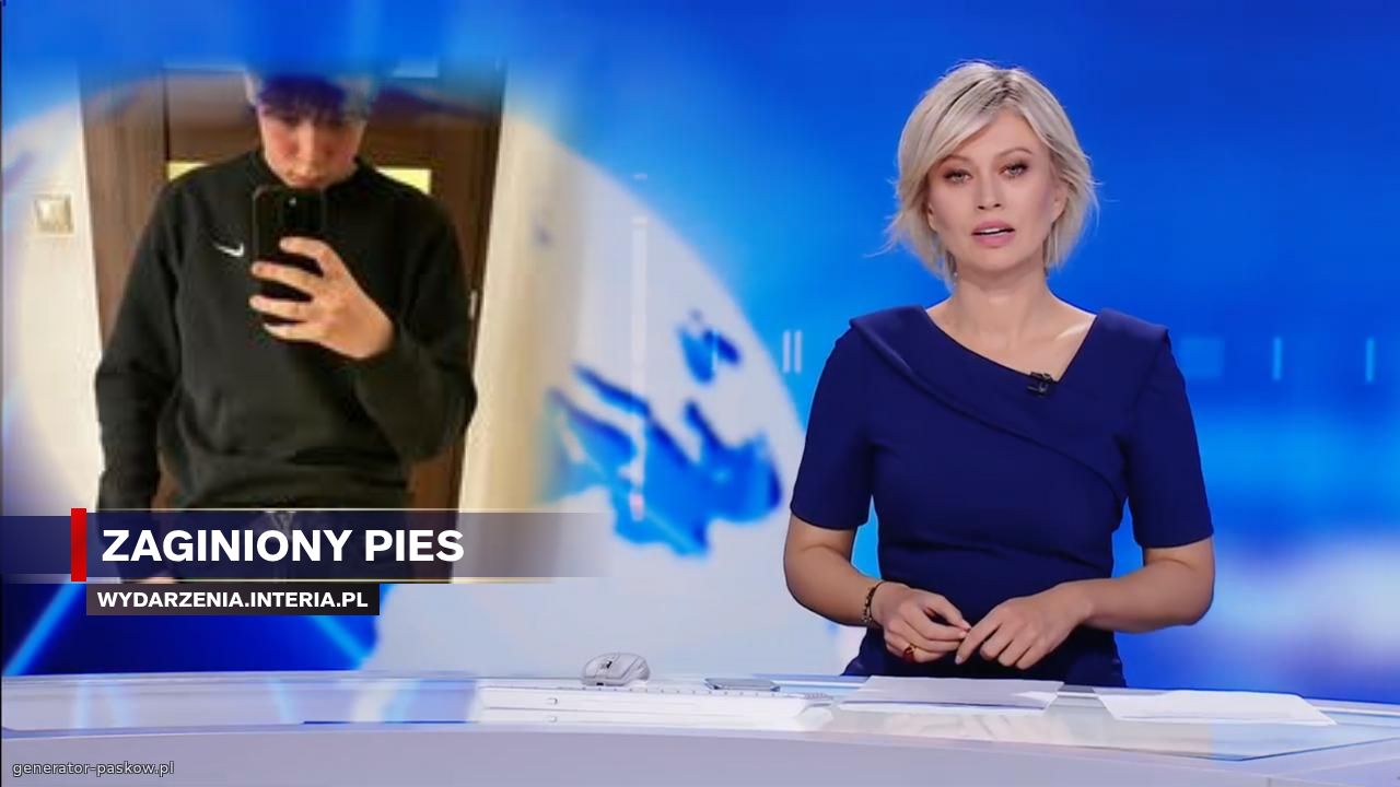 zaginiony pies 