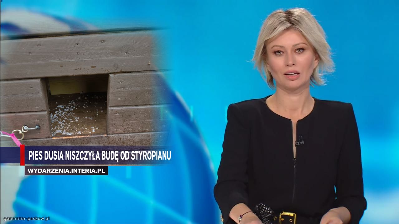Pies Dusia niszczyła budę od styropianu
