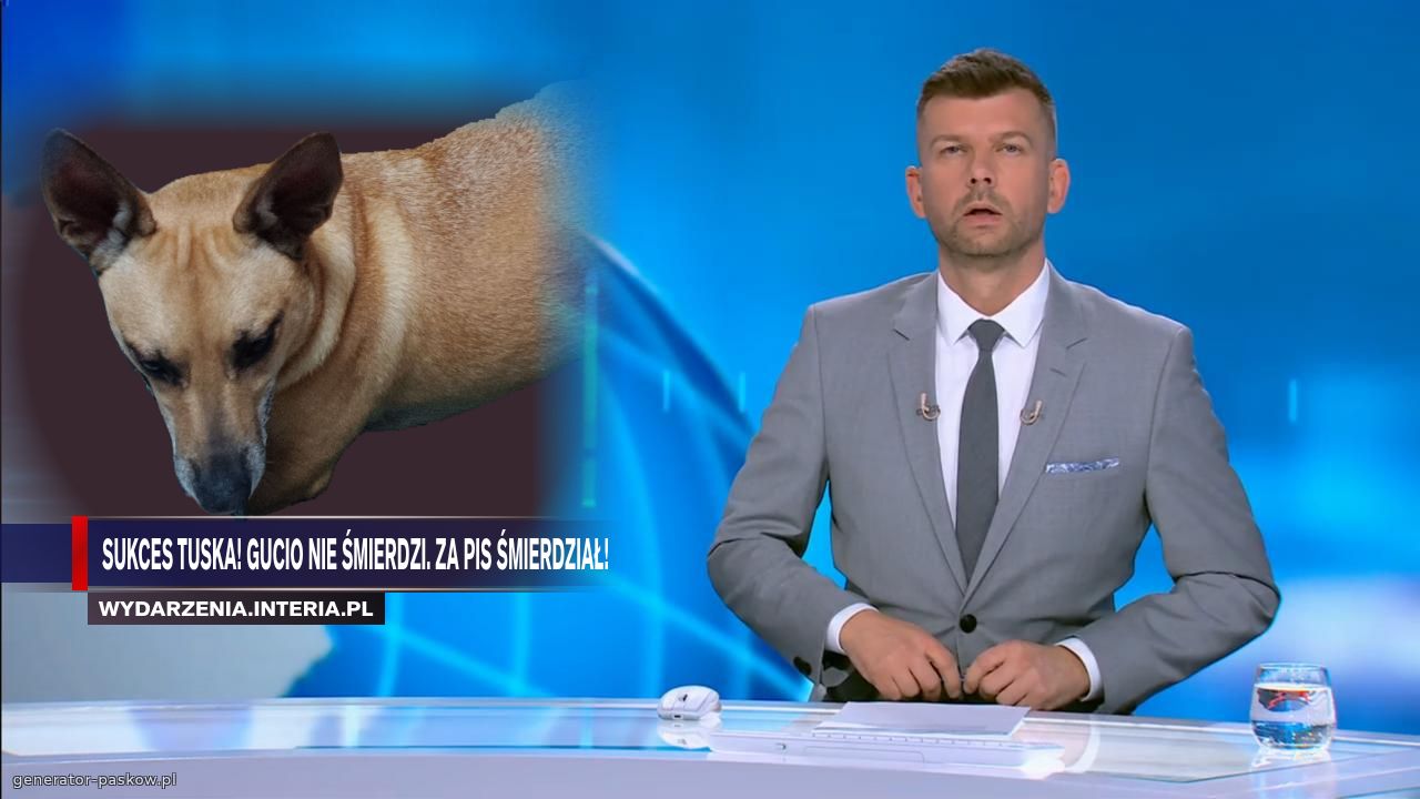 sukces Tuska! Gucio nie śmierdzi. Za piS śmierdział!