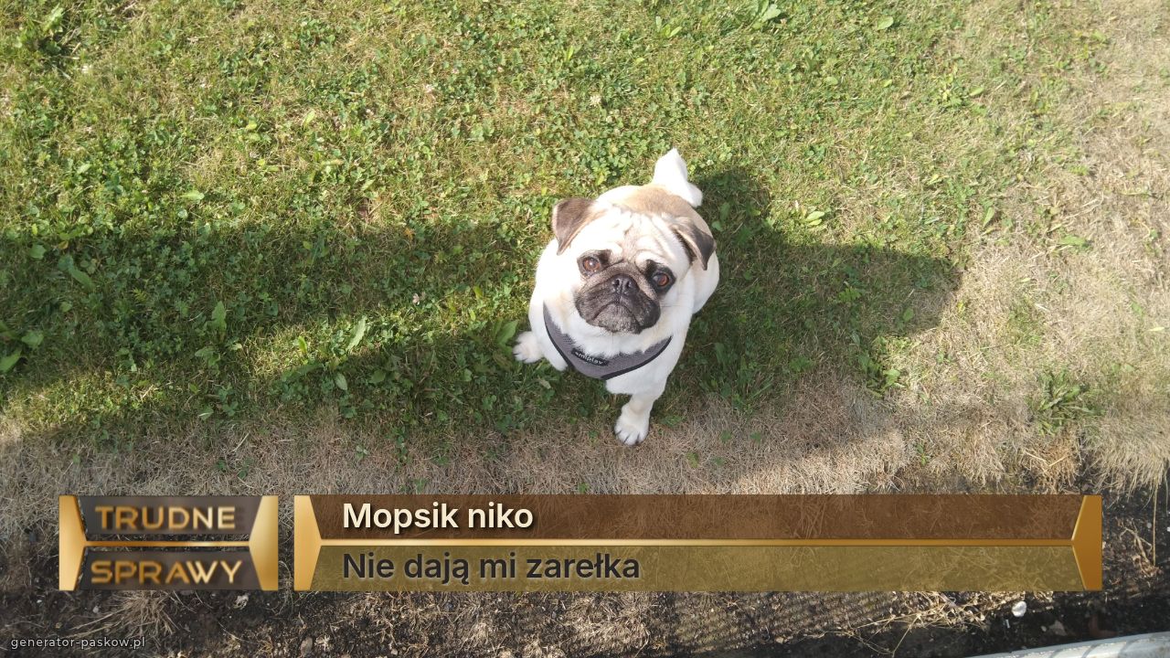 Mopsik niko
Nie dają mi zarełka