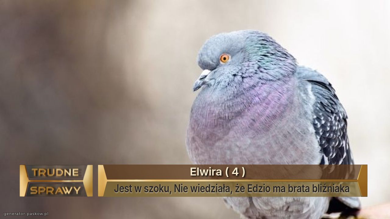                             Elwira ( 4 )
Jest w szoku, Nie wiedziała, że Edzio ma brata bliźniaka 