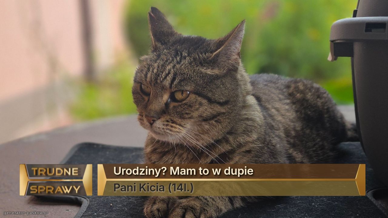 Urodziny? Mam to w dupie
Pani Kicia (14l.)