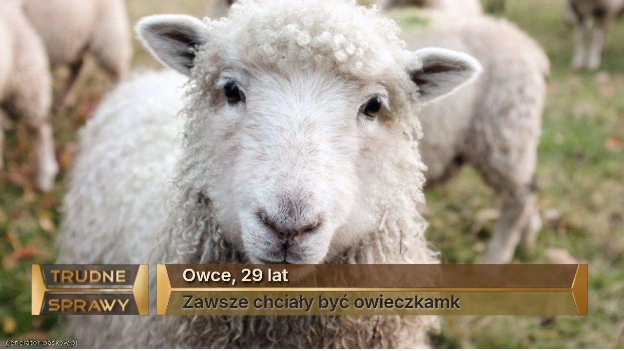 Owce, 29 lat
Zawsze chciały być owieczkamk