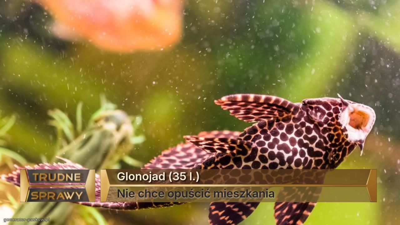 Glonojad (35 l.)
Nie chce opuścić mieszkania
