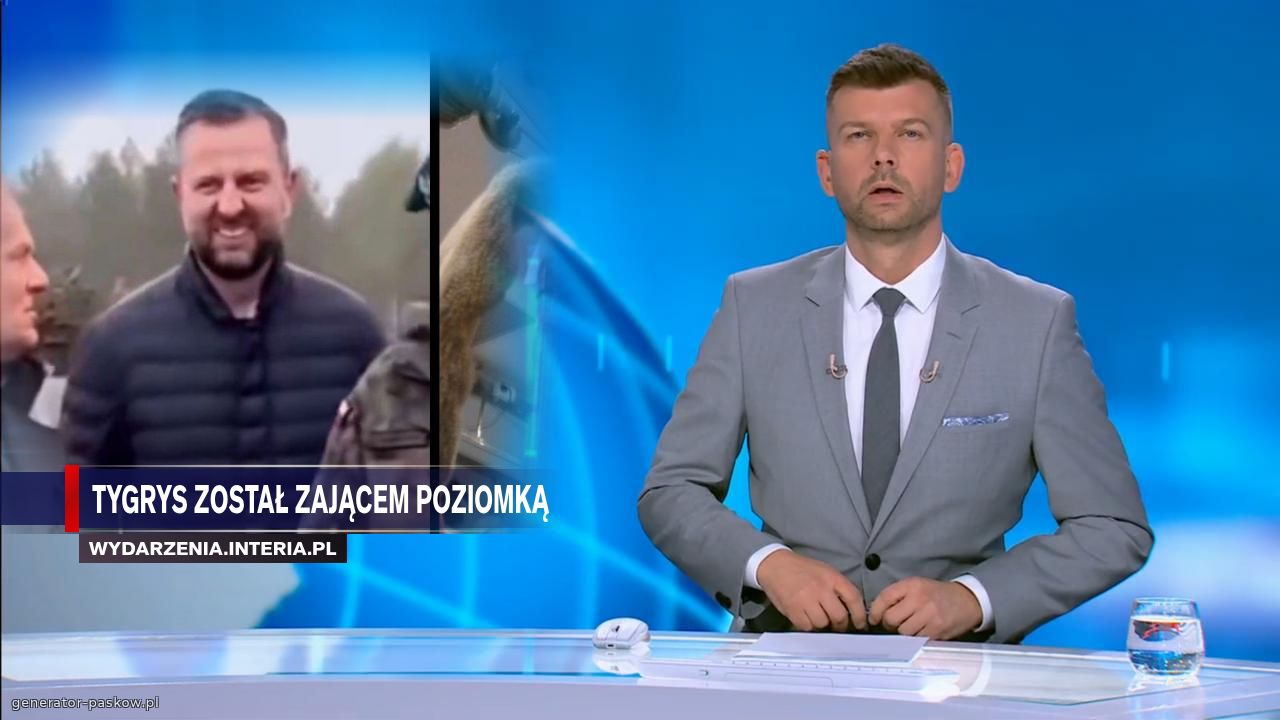 Tygrys został zającem poziomką