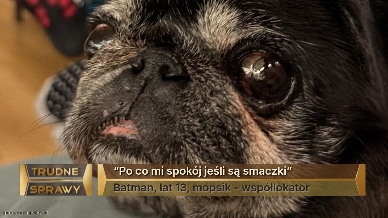 “Po co mi spokój jeśli są smaczki”
Batman, lat 13, mopsik - współlokator 