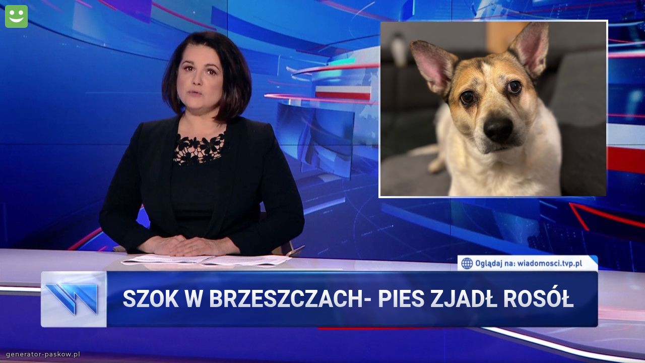 Szok w brzeszczach- pies Zjadł rosół