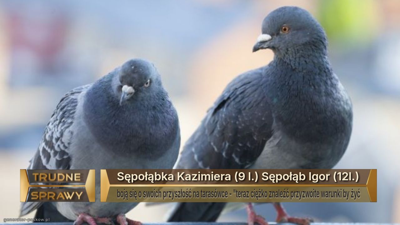 Sępołąbka Kazimiera (9 l.) Sępołąb Igor (12l.)
boją się o swoich przyszłość na tarasówce - "teraz ciężko znaleźć przyzwoite warunki by żyć"