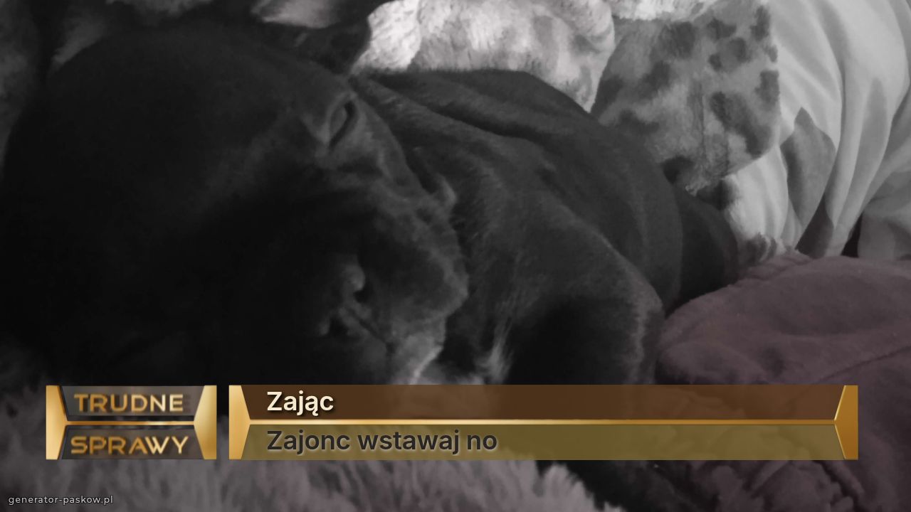 Zając
Zajonc wstawaj no