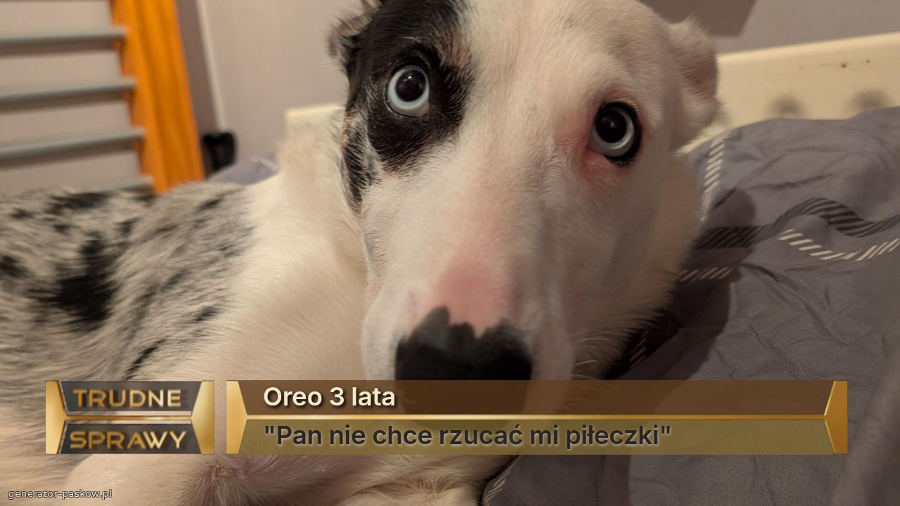 Oreo 3 lata
"Pan nie chce rzucać mi piłeczki"