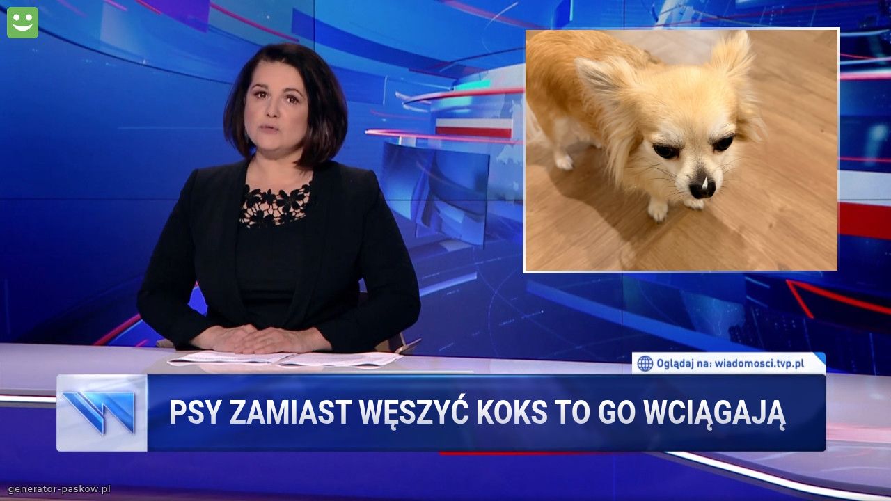 Psy zamiast węszyć koks to go wciągają 