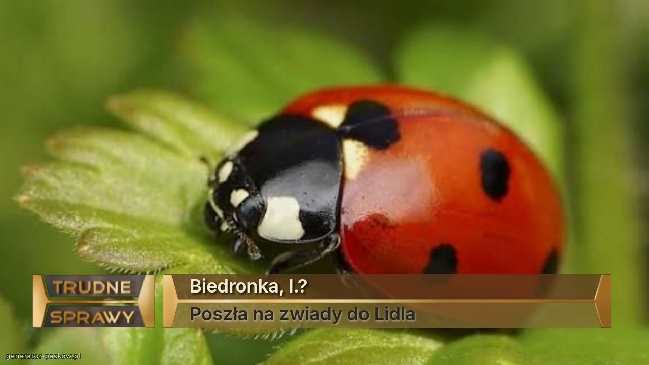 Biedronka, l.?
Poszła na zwiady do Lidla