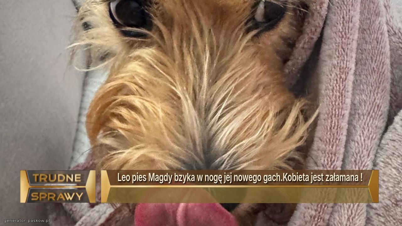 Leo pies Magdy bzyka w nogę jej nowego gach.Kobieta jest załamana !
