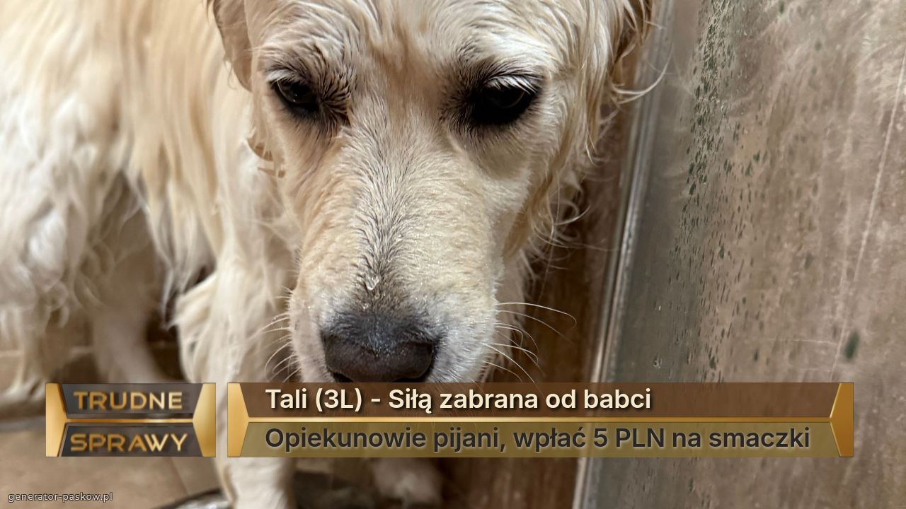 Tali (3L) - Siłą zabrana od babci 
Opiekunowie pijani, wpłać 5 PLN na smaczki