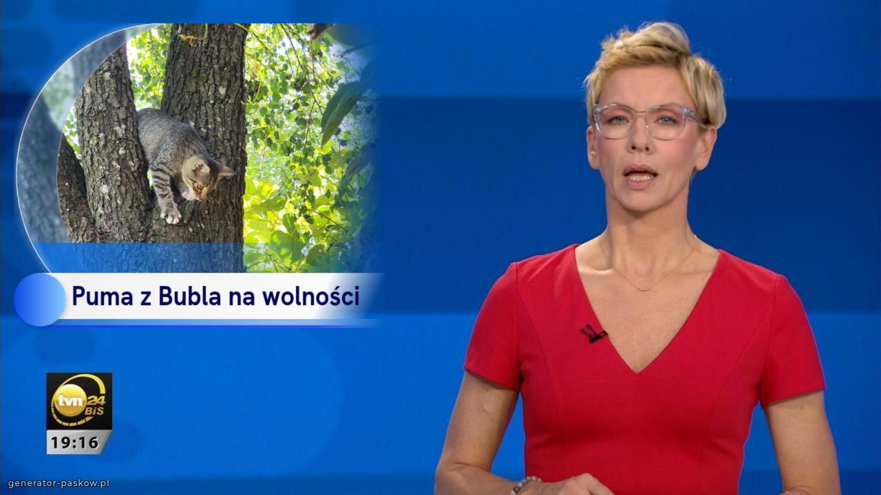 Puma z Bubla na wolności 