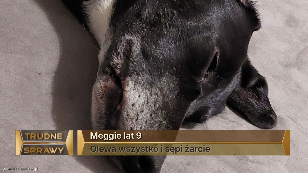 Meggie lat 9
Olewa wszystko i sępi żarcie