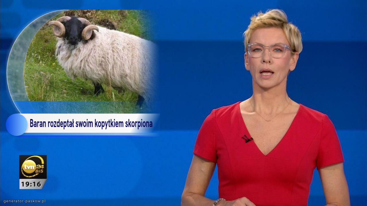 Baran rozdeptał swoim kopytkiem skorpiona