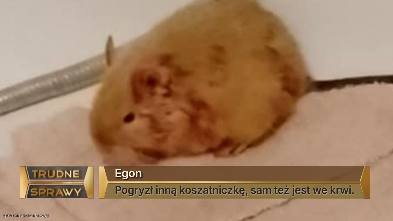 Egon
Pogryzł inną koszatniczkę, sam też jest we krwi.
