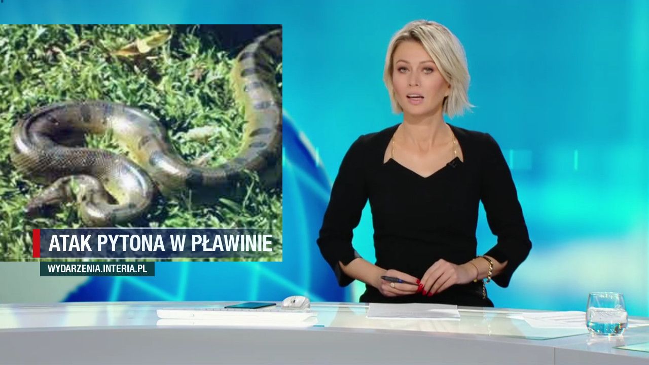 Atak pytona w Pławinie