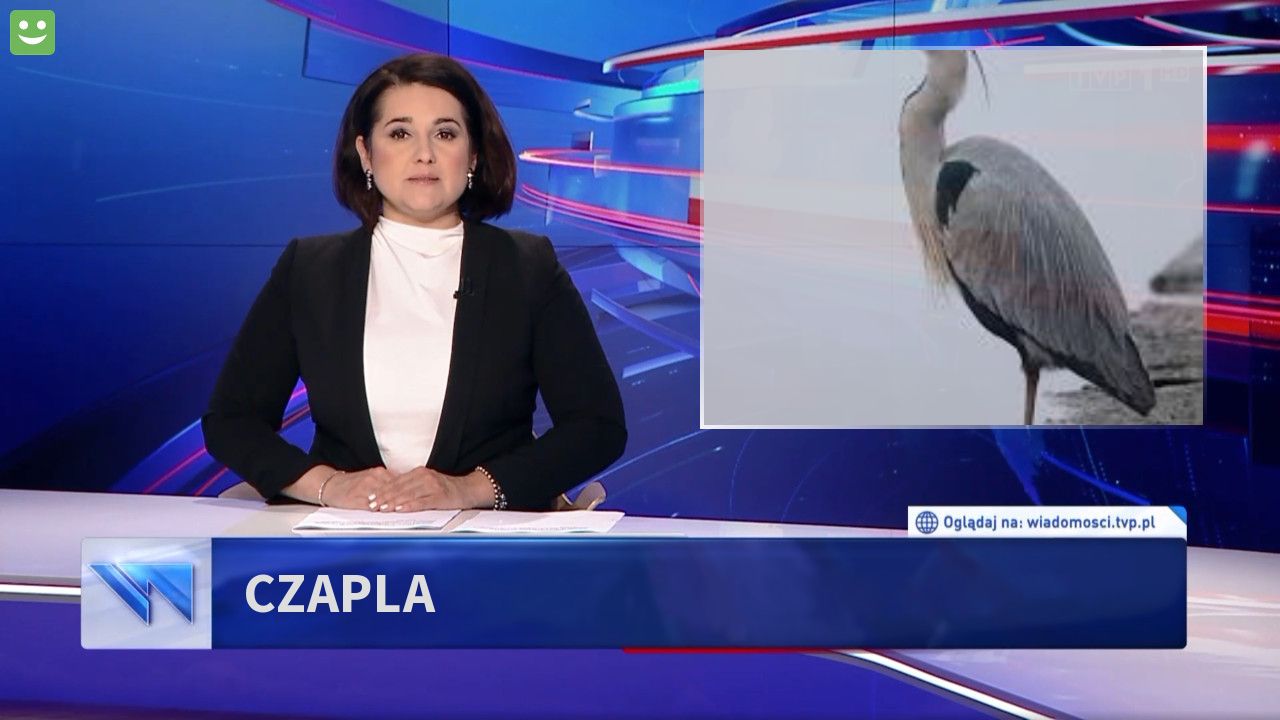 Czapla