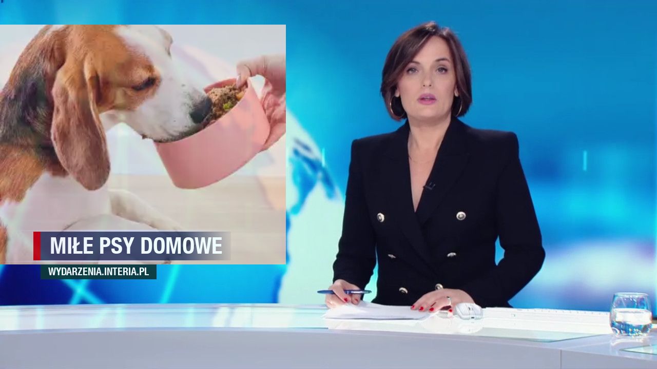 miłe psy domowe