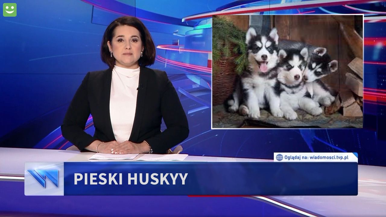 pieski huskyy