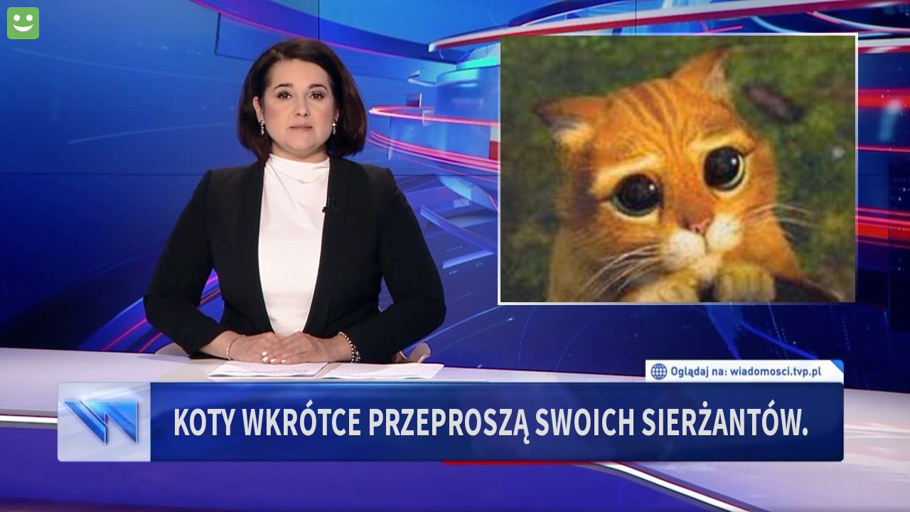 Koty wkrótce przeproszą swoich Sierżantów.