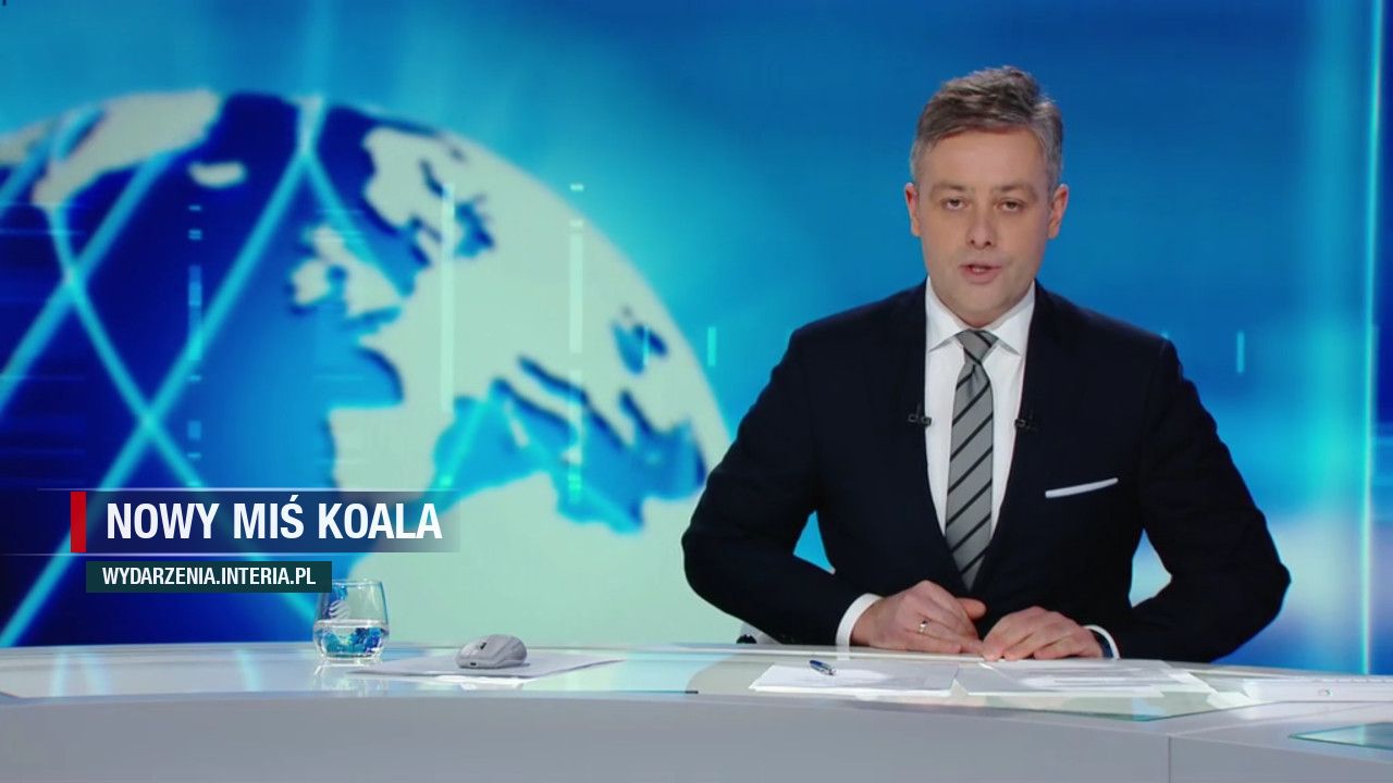 Nowy Miś Koala