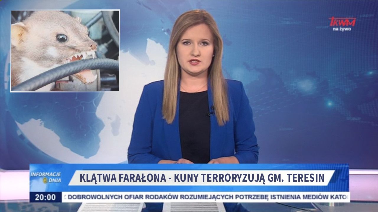 Klątwa farałona - kuny terroryzują gm. Teresin