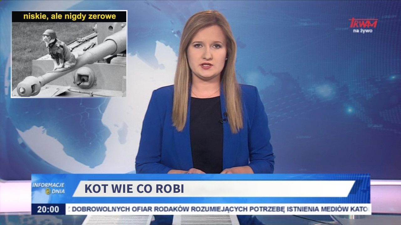 Kot wie co robi 