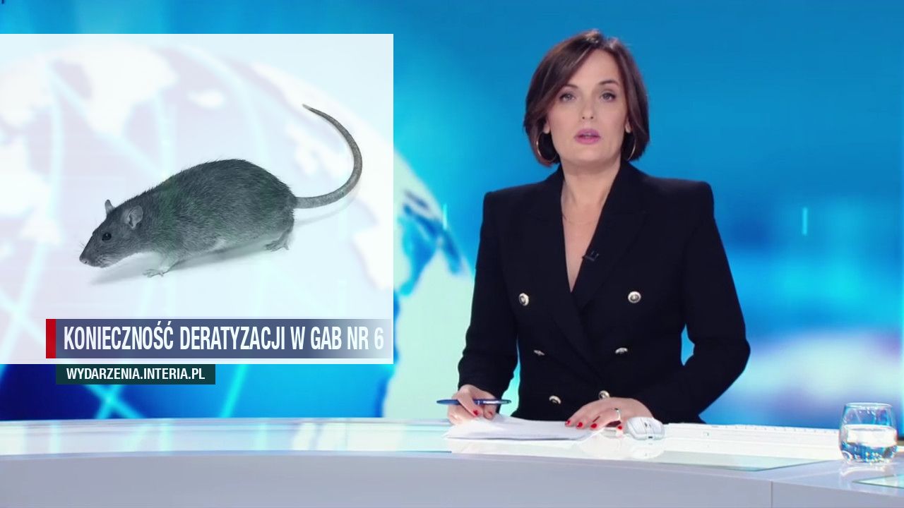 Konieczność deratyzacji w gab nr 6 