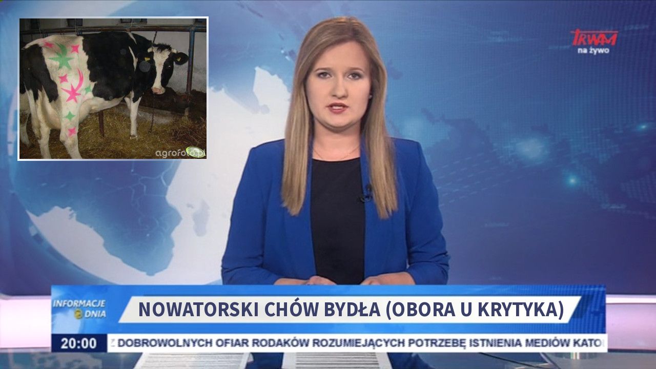 nowatorski chów bydła (obora u krytyka)