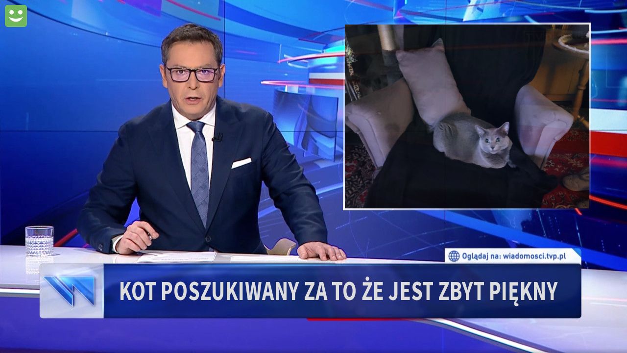 Kot poszukiwany za to że jest zbyt piękny