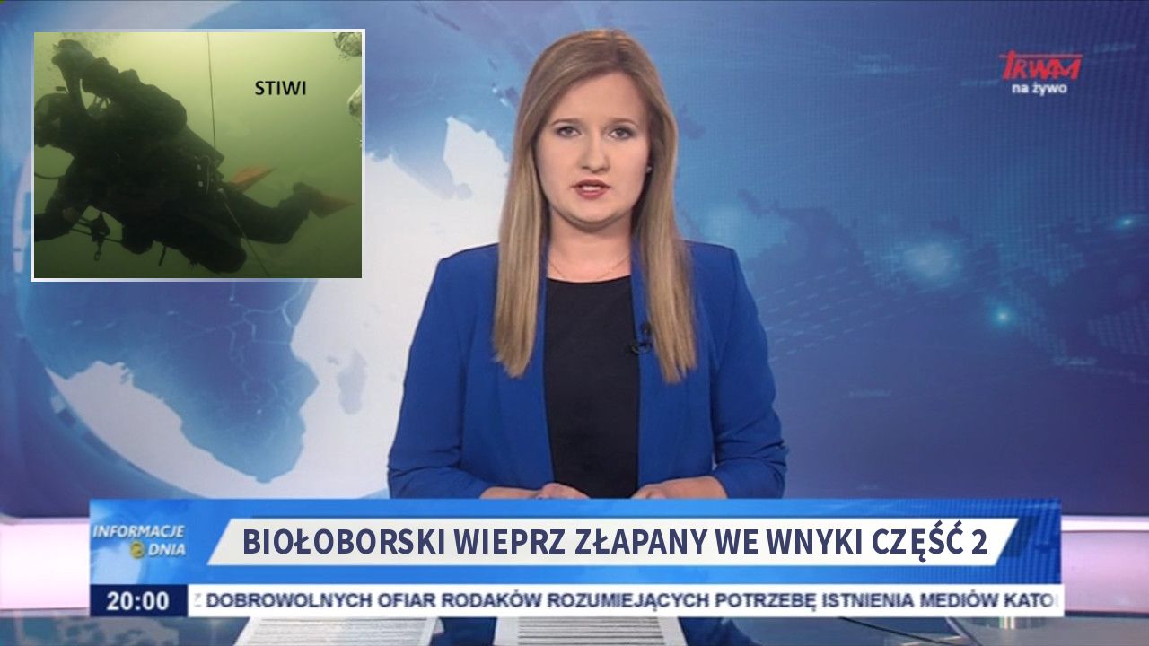 Biołoborski wieprz złapany we wnyki część 2