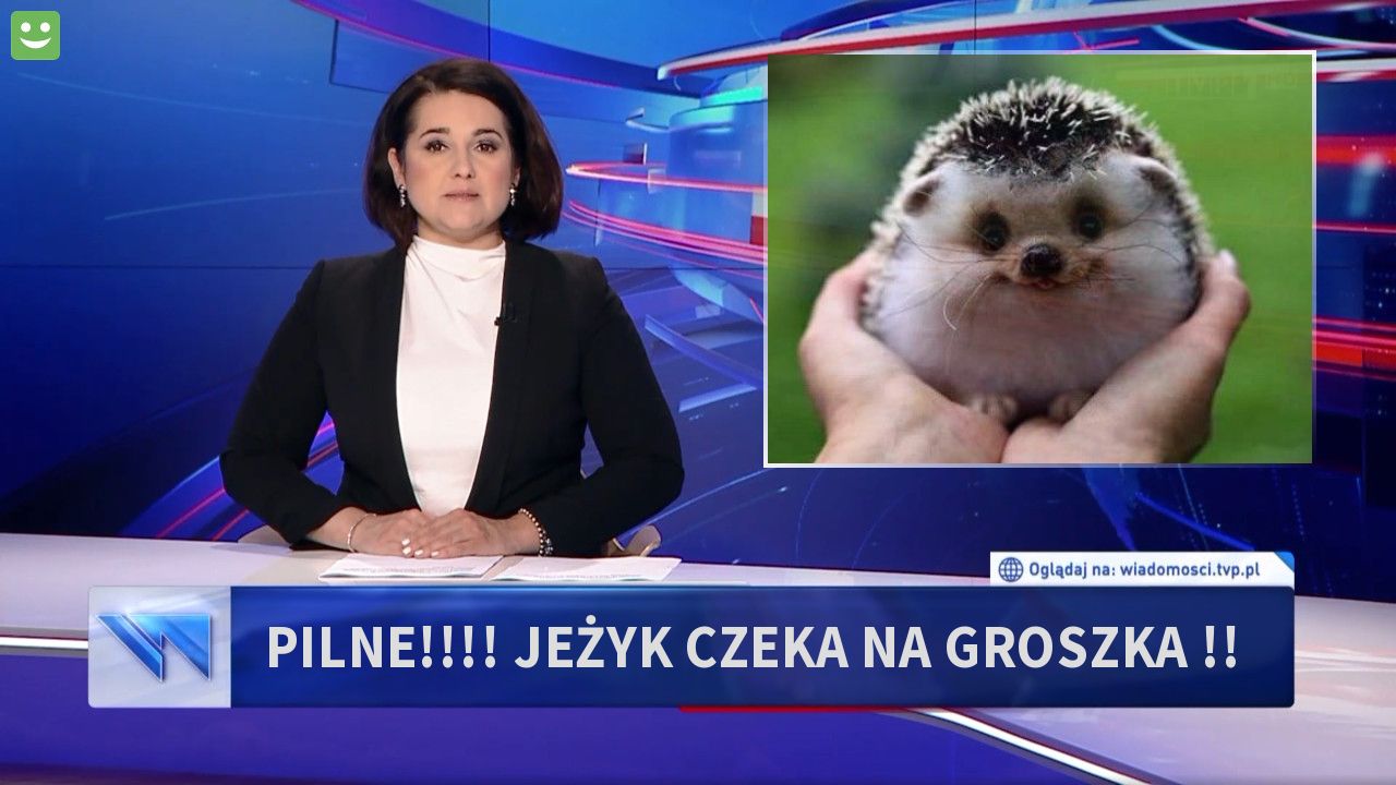 Pilne!!!! jeżyk czeka na groszka !!