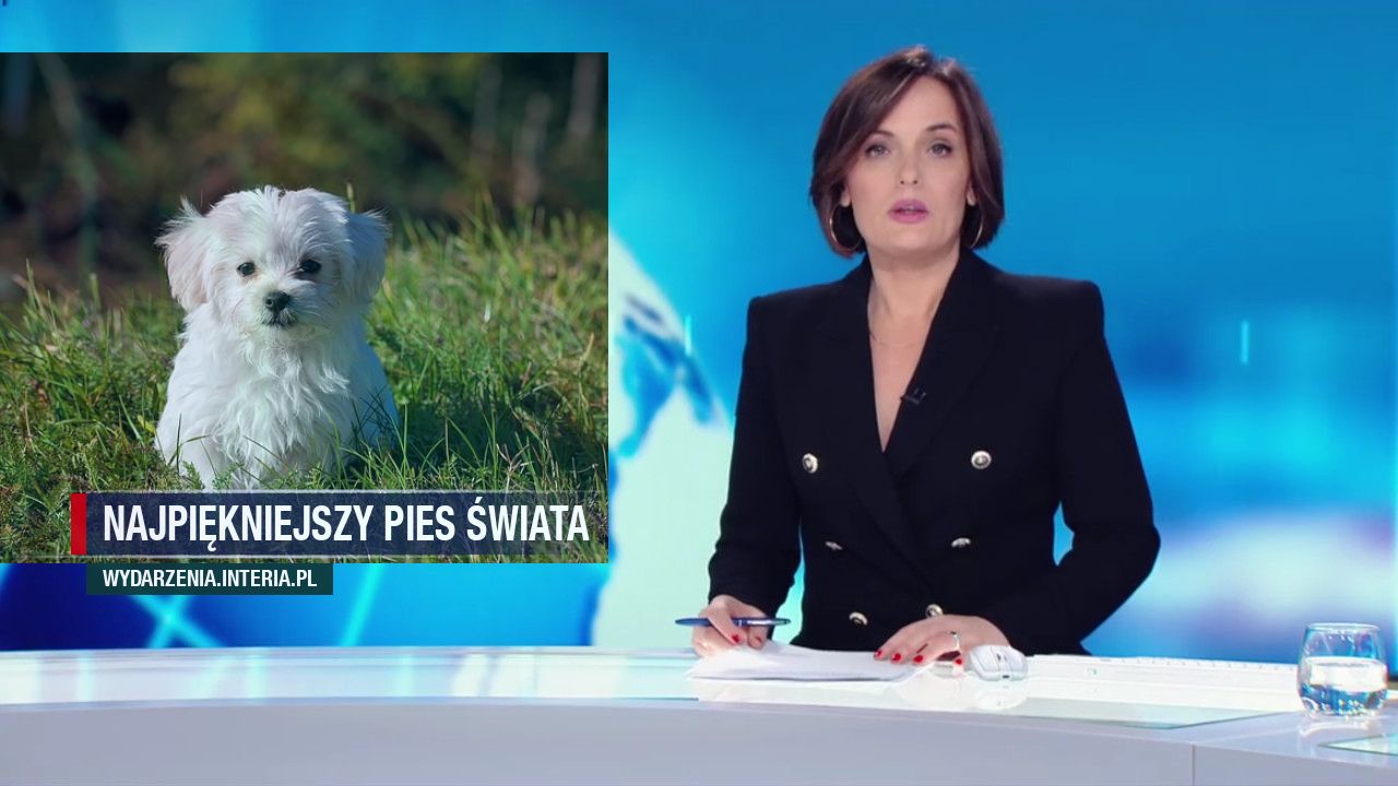 Najpiękniejszy pies świata