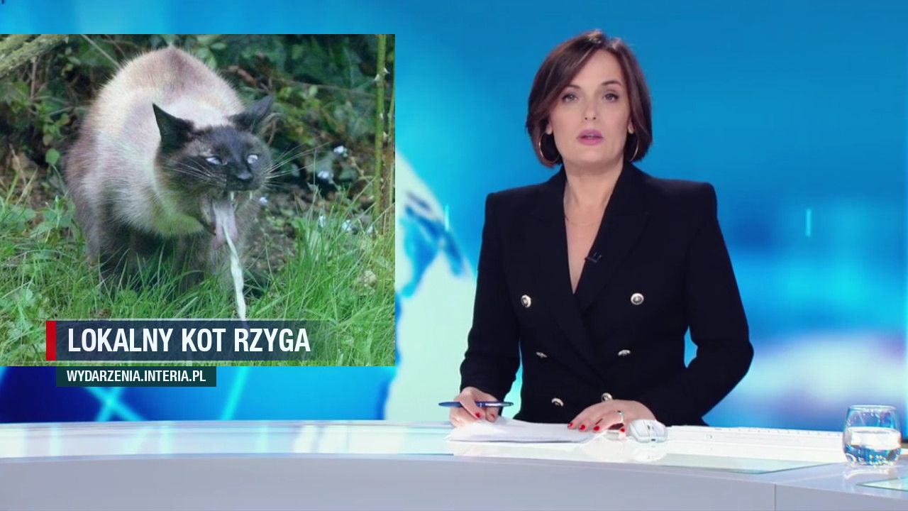 Lokalny kot rzyga