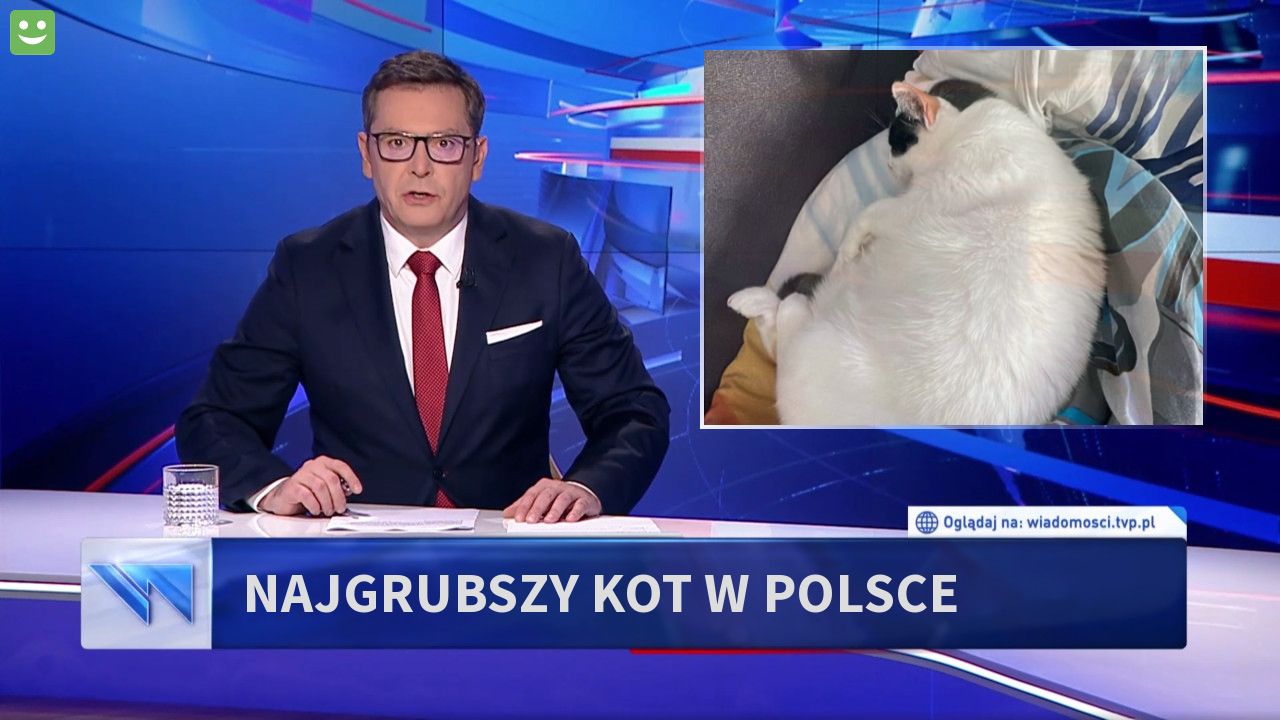 najgrubszy kot w Polsce