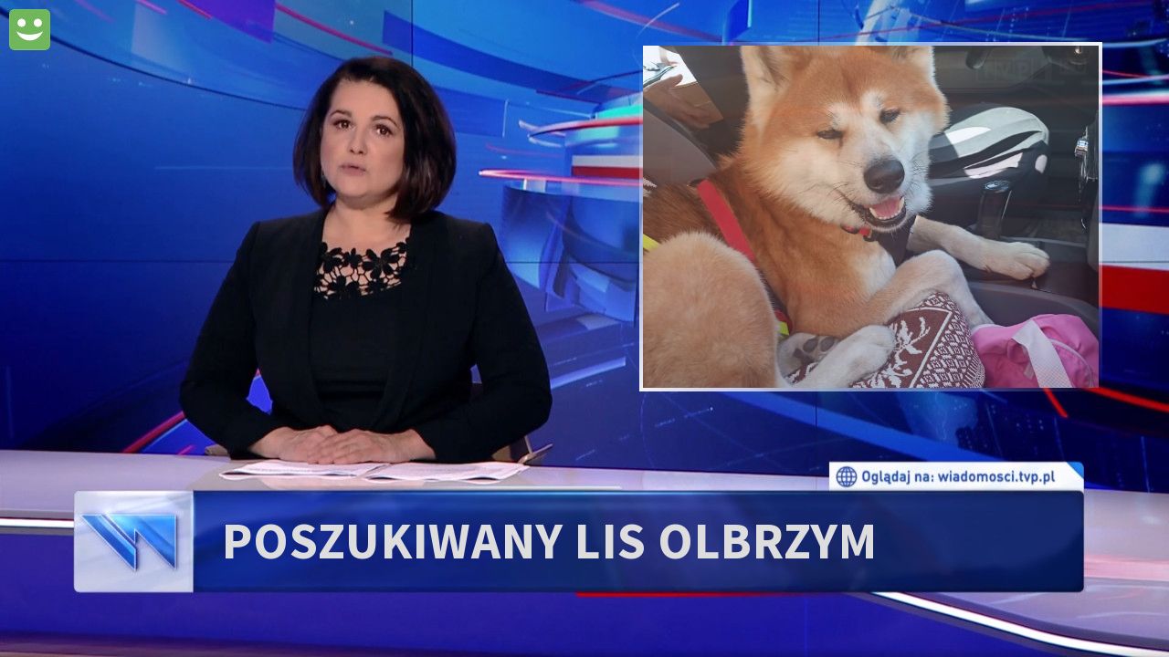 Poszukiwany Lis olbrzym 