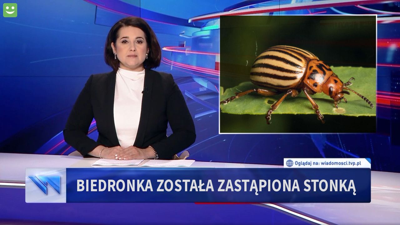 Biedronka została zastąpiona stonką