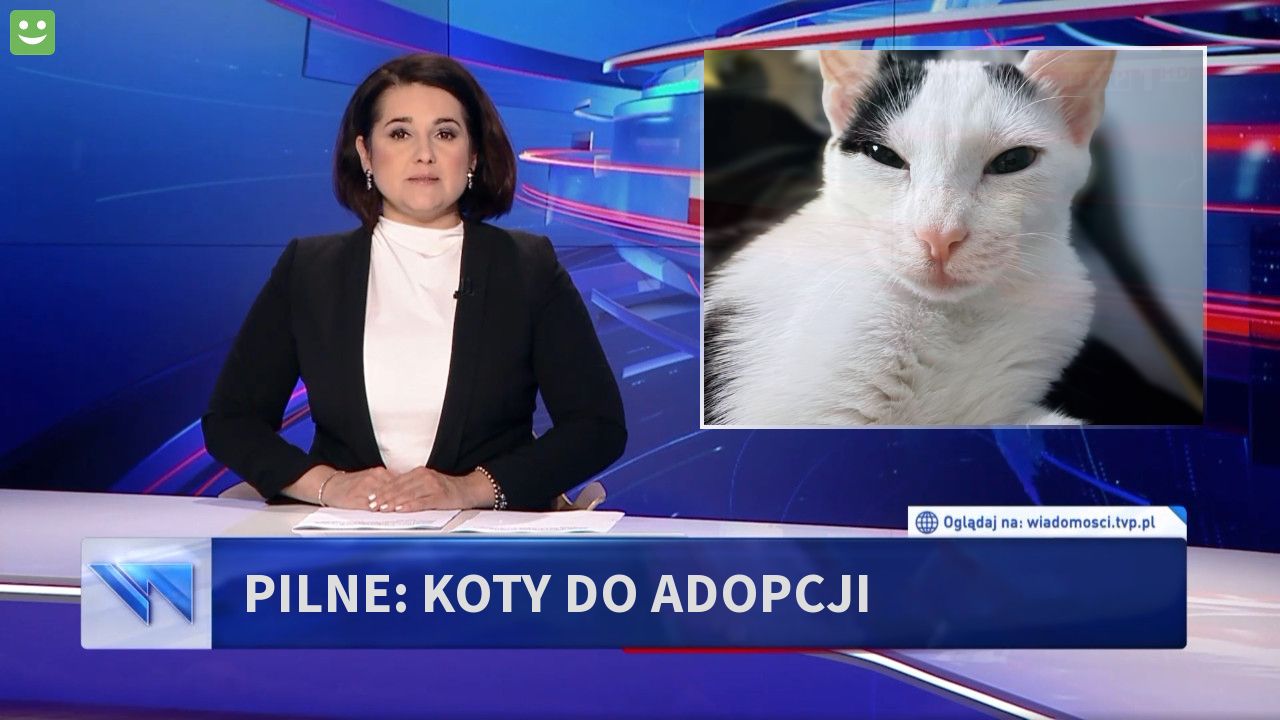 PILNE: KOTY DO ADOPCJI