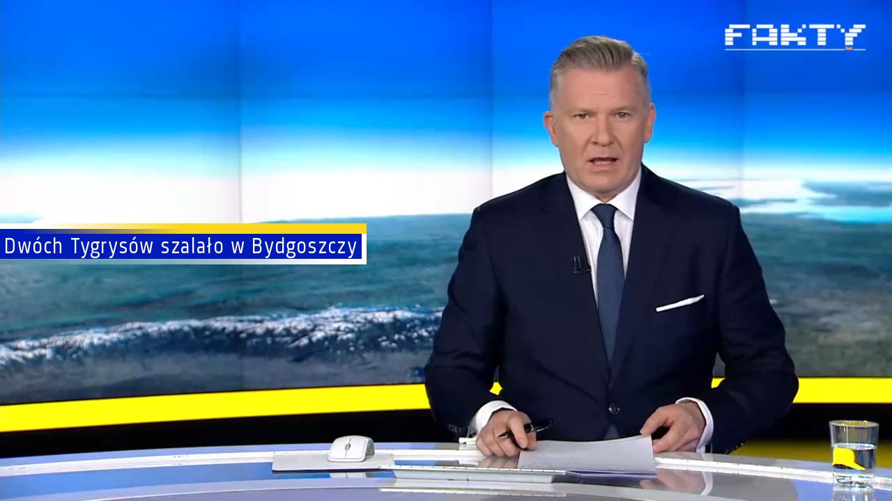 Dwóch Tygrysów szalało w Bydgoszczy 